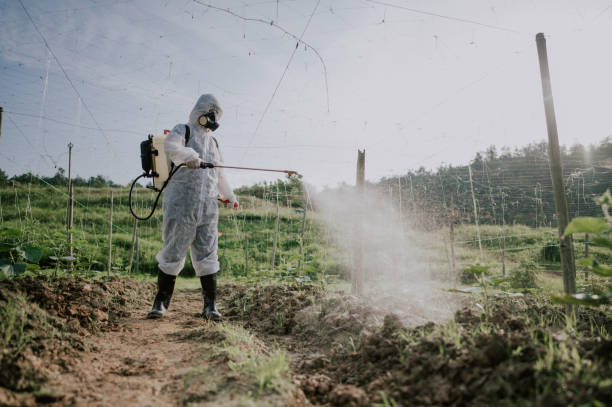 Best Pest Control Treatment  in Rancho Laveras, CA