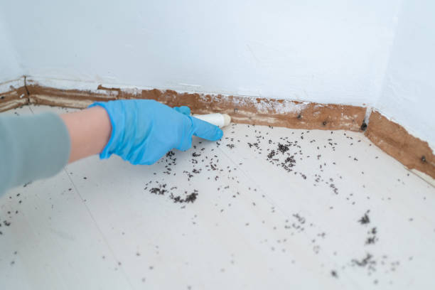 Best Pest Prevention Services  in Rancho Laveras, CA